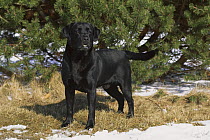 Black Labrador Retriever (Canis familiaris) full body portrait of an adult male