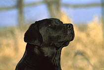 Black Labrador Retriever (Canis familiaris) close-up adult portrait