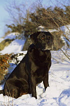 Black Labrador Retriever (Canis familiaris) portrait of an adult sitting in the snow