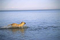 Yellow Labrador Retriever (Canis familiaris) running into a lake to retrieve a thrown toy