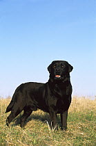 Black Labrador Retriever (Canis familiaris) adult male portrait