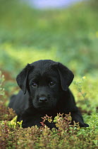 Black Labrador Retriever (Canis familiaris) portrait of a puppy