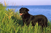Black Labrador Retriever (Canis familiaris) adult portrait at lakeside