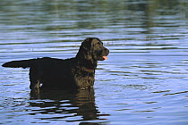 Black Labrador Retriever (Canis familiaris) alert adult playing in lake