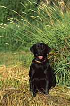 Black Labrador Retriever (Canis familiaris) adult portrait wearing collar