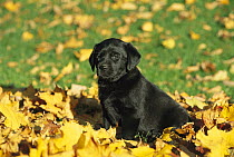 Black Labrador Retriever (Canis familiaris) puppy sitting on fall-colored leaves