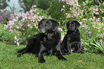 Black Labrador Retriever (Canis familiaris) mother and puppy resting in garden