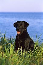 Black Labrador Retriever (Canis familiaris) adult portrait sitting in tall grass at the edge of a lake
