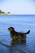 Black Labrador Retriever (Canis familiaris) adult standing in lake shallows