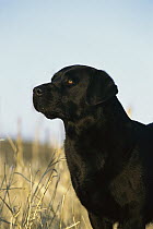 Black Labrador Retriever (Canis familiaris) adult portrait in profile