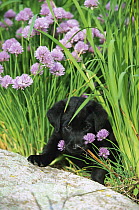 Black Labrador Retriever (Canis familiaris) puppy laying in a patch of blooming chives
