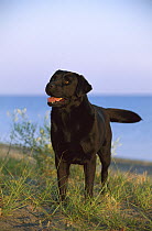 Black Labrador Retriever (Canis familiaris) adult portrait
