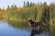 Black Labrador Retriever (Canis familiaris) male standing in shallow marsh water
