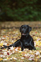 Black Labrador Retriever (Canis familiaris) adult resting on fallen autumn leaves