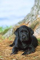Black Labrador Retriever (Canis familiaris) puppy laying on pine needles