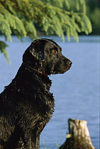 Black Labrador Retriever (Canis familiaris) portrait of wet adult dog sitting on lake shore