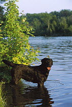 Black Labrador Retriever (Canis familiaris) adult dog wading in lake