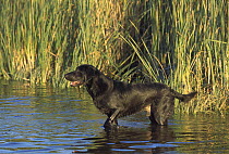 Black Labrador Retriever (Canis familiaris) adult male standing in shallow marsh water