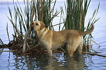 Yellow Labrador Retriever (Canis familiaris) portrait of adult dog standing in shallow lake water near reeds