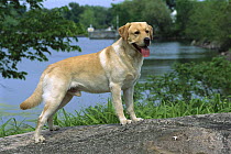 Yellow Labrador Retriever (Canis familiaris) portrait of adult male dog standing on lake shore