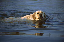 Yellow Labrador Retriever (Canis familiaris) adult swimming in water