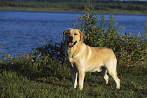 Yellow Labrador Retriever (Canis familiaris) portrait of adult female dog standing on lakeshore
