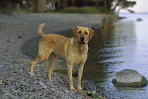 Yellow Labrador Retriever (Canis familiaris) portrait of adult female dog standing on lakeshore