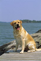 Yellow Labrador Retriever (Canis familiaris) portrait of adult dog sitting on dock