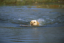 Yellow Labrador Retriever (Canis familiaris) adult swimming in water to retrieve stick