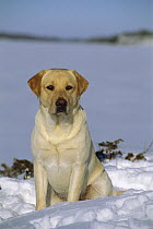 Yellow Labrador Retriever (Canis familiaris) adult portrait sitting in snow