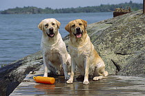 Yellow Labrador Retriever (Canis familiaris) two adults sitting on dock with toy