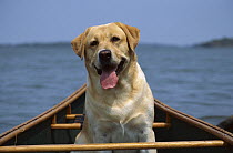 Yellow Labrador Retriever (Canis familiaris) adult going for a canoe ride