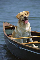 Yellow Labrador Retriever (Canis familiaris) adult going for a canoe ride