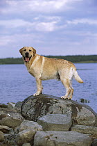 Yellow Labrador Retriever (Canis familiaris) portrait of adult dog standing on rocks