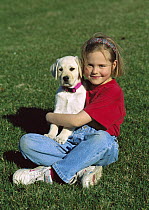 Yellow Labrador Retriever (Canis familiaris) young girl holding puppy