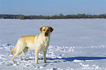 Yellow Labrador Retriever (Canis familiaris) adult male portrait standing in snow