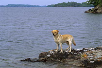 Yellow Labrador Retriever (Canis familiaris) portrait of adult male dog standing on lake shore