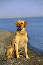Yellow Labrador Retriever (Canis familiaris) portrait of adult dog sitting on lake shore