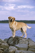 Yellow Labrador Retriever (Canis familiaris) portrait of adult male dog standing on rocks