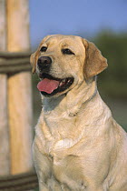 Yellow Labrador Retriever (Canis familiaris) adult dog portrait