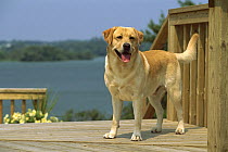 Yellow Labrador Retriever (Canis familiaris) adult male dog standing on deck