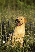 Yellow Labrador Retriever (Canis familiaris) adult sitting in a meadow of wildflowers
