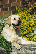 Yellow Labrador Retriever (Canis familiaris) adult portrait resting amid flowers