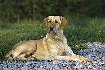 Yellow Labrador Retriever (Canis familiaris) adult laying on rocky lake shore