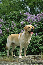 Yellow Labrador Retriever (Canis familiaris) adult male dog standing near flowers blooming purple lilac bushes