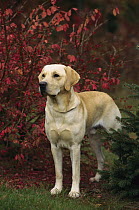 Yellow Labrador Retriever (Canis familiaris) adult male dog portrait