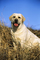 Yellow Labrador Retriever (Canis familiaris) adult portrait sitting amid dry grass