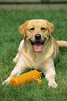 Yellow Labrador Retriever (Canis familiaris) adult dog laying on lawn with its toy