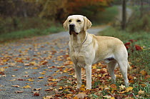 Yellow Labrador Retriever (Canis familiaris) portrait of adult male dog along country road in the fall