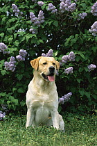 Yellow Labrador Retriever (Canis familiaris) adult sitting in front of blooming lilac bushes